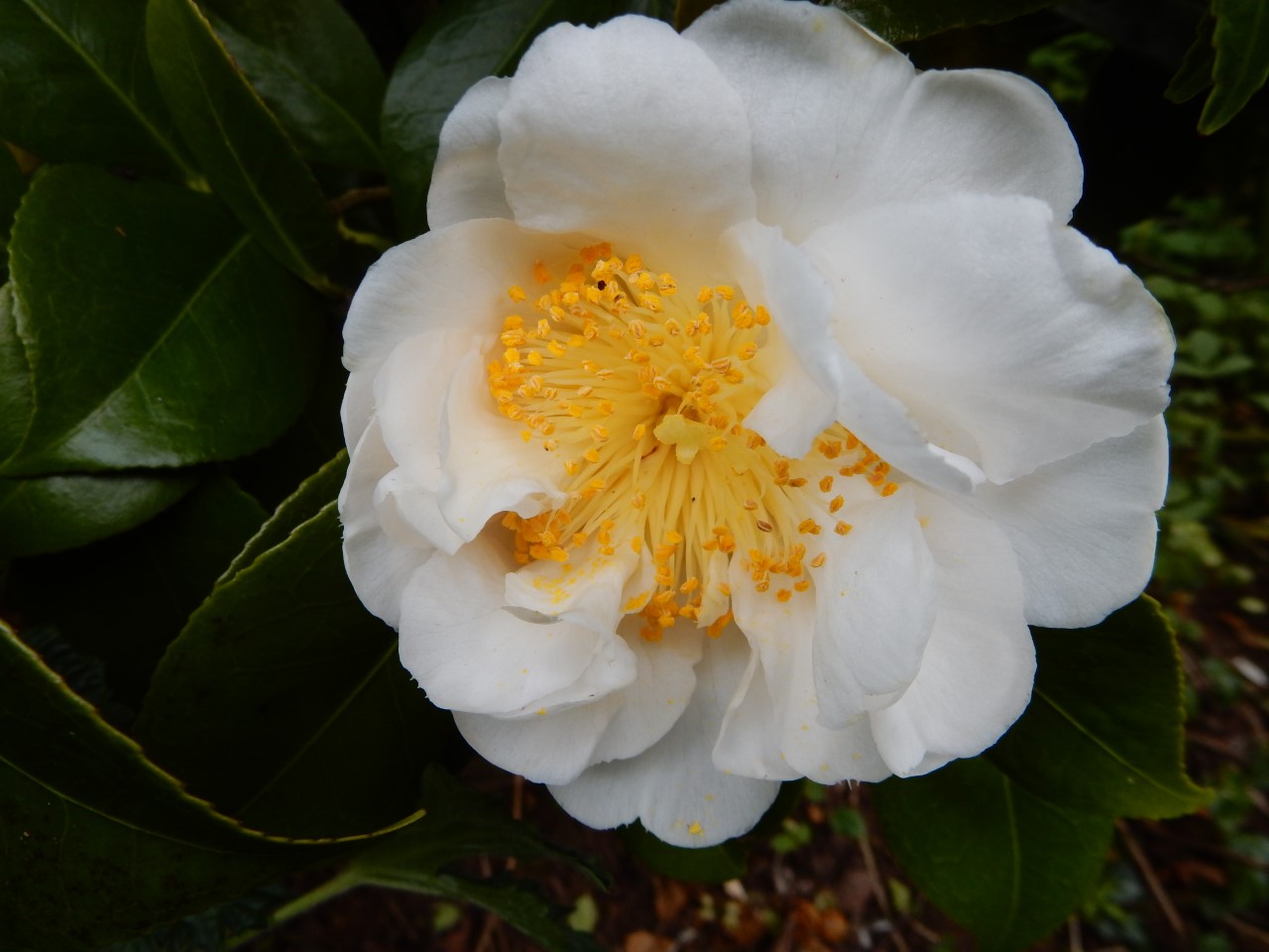 C. 'Scented Sun'